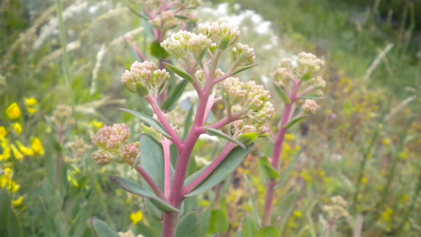 Hylotelephium maximum / Borracina massima